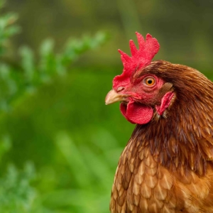 Redwell   July 2016   D3s (60 Of 186).jpg